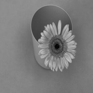 Flower pot image with Black and white effect
