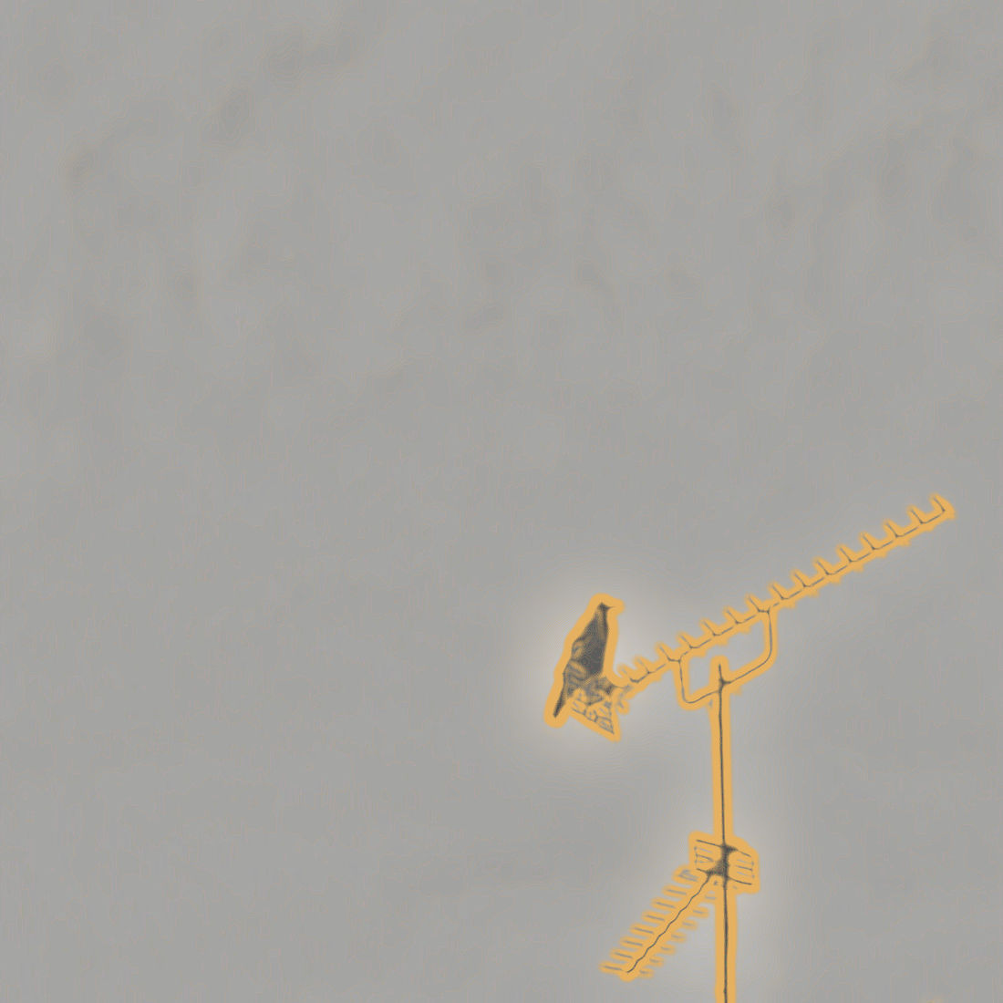 crow on an aerial
