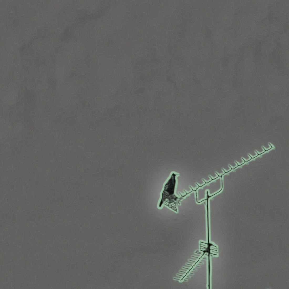 crow on an aerial