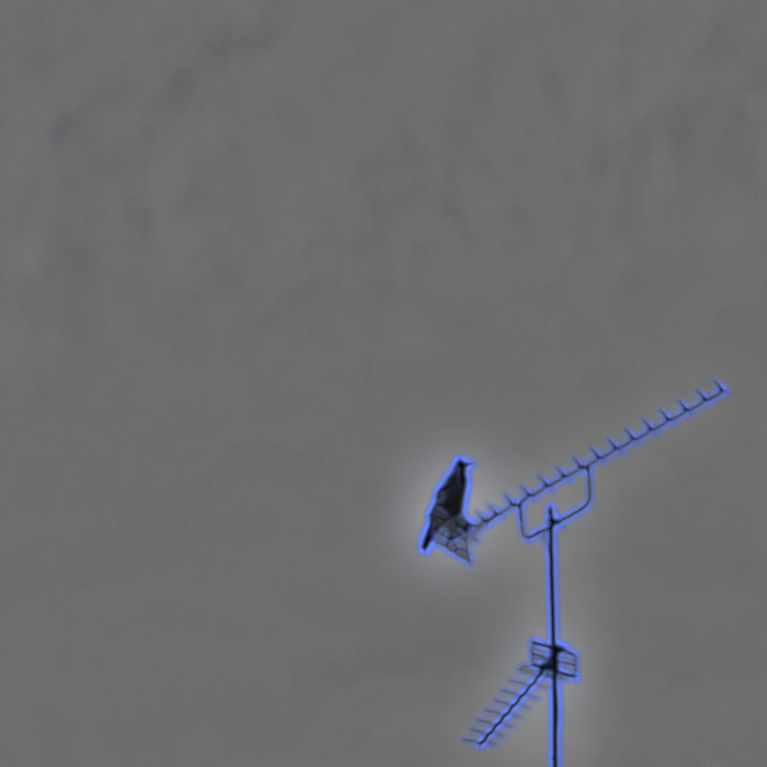 crow on an aerial
